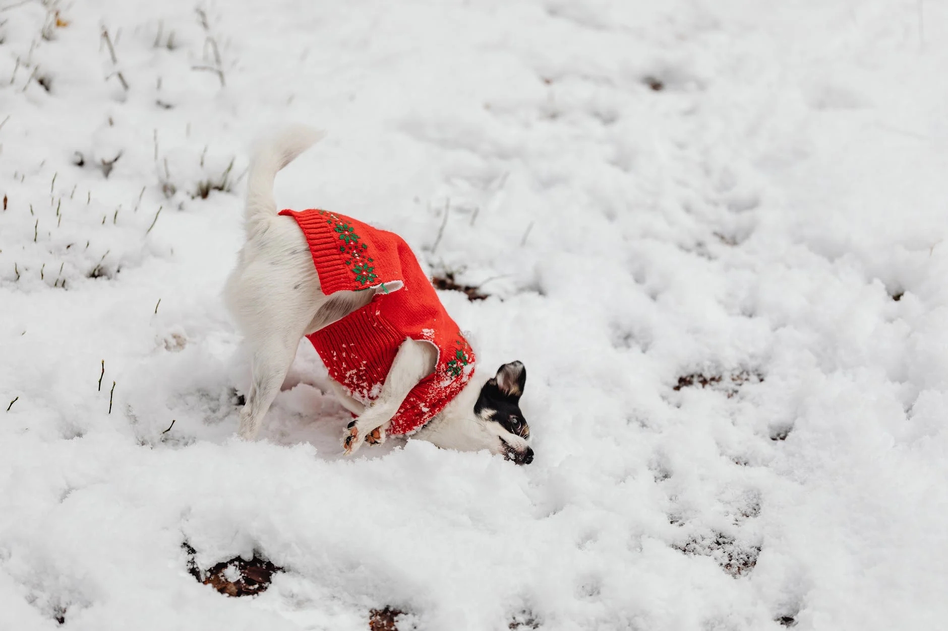 Fashion Forward Pups: The Hottest Trends in Dog Sweaters
