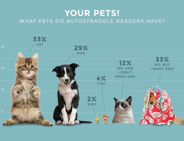 autostraddle pet infographic